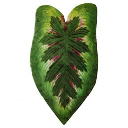 Leaf Platter 48