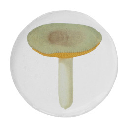 Small Agaric Sapid Plate