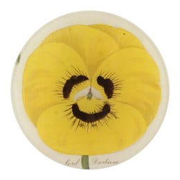 Small Lord Durham Pansy Plate