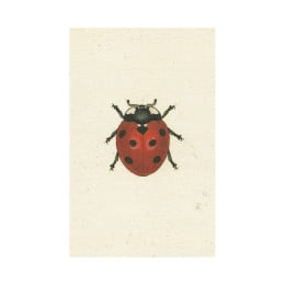 Red Ladybug Postcard