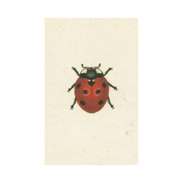 Red Ladybug Postcard