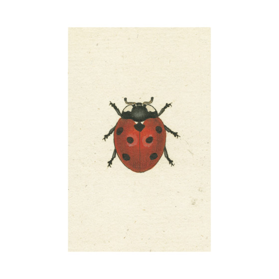 Red Ladybug Postcard