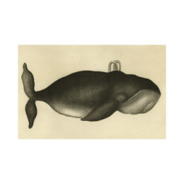 Whale Postcard