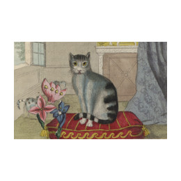 Calm Cat Postcard