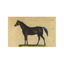 Carte postale cheval