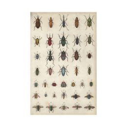 Carte postale insectes