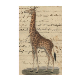 Giraffe Postcard