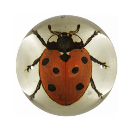 Red LadyBug Paperweight