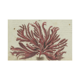 Carte postale algue rouge