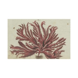 Red Seaweed Postcard